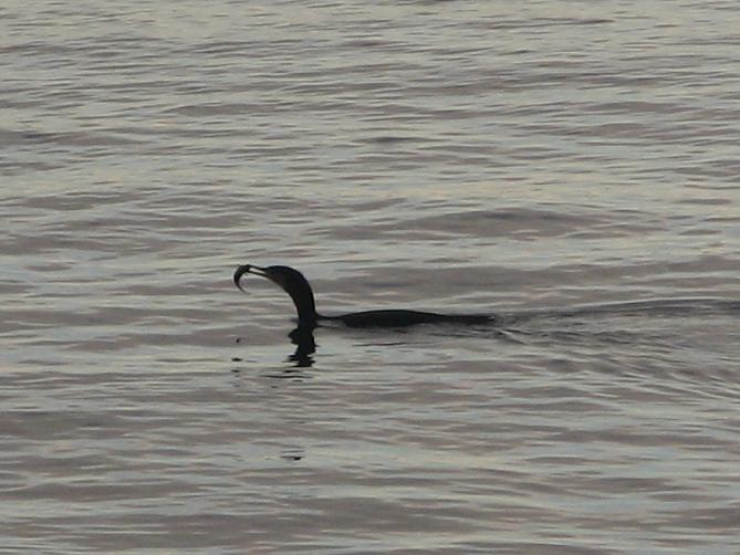 Il pasto del cormorano